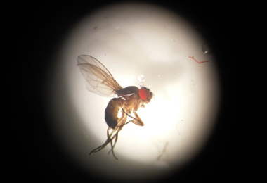 55cf876a302e7494098926df3f884b34_4.-The-Quest-for-Drosophila-Titanus,-at-Lighthouse,-Andy-Gracie-2011,-Image-Bip-Mistry-WEB