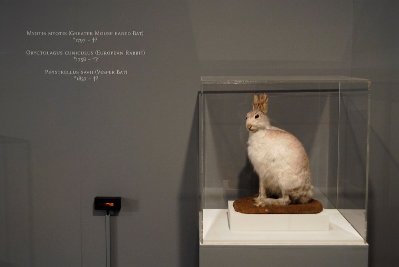 A Memorial to the Still Living (detail), Beatriz da Costa, 2009. Photo: Steve Shrimpton