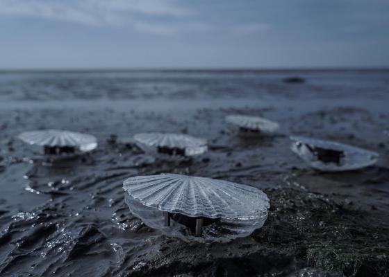 A close up of five clear plastic clamshells on a beach. Each contains a small black electronic box.